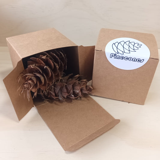 Medium Pinecones