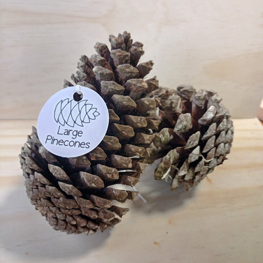 Large Pinecones